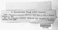 Physarum cinereum image